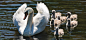 Swan, Swan Babies, Baby Swans, Swan Family, Lake
