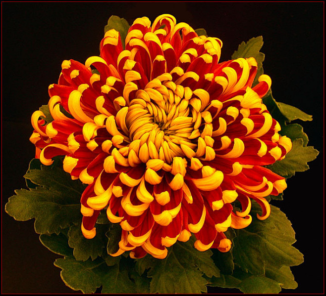 chrysanthemum