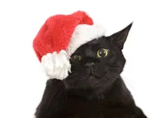 点击来源直接获取大图文件 |黑色猫咪圣诞老人 - 可爱的圣诞猫咪，带有圣诞老人的圣诞宠物