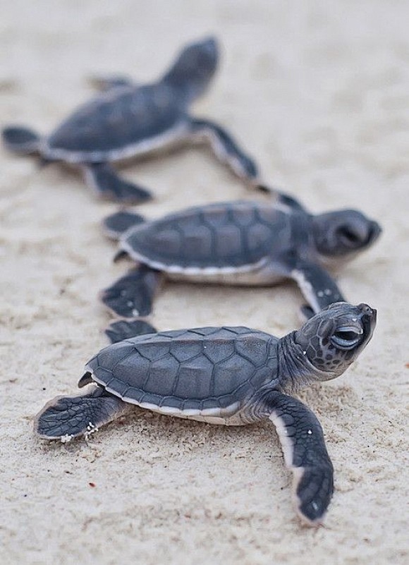 Tiny Turtle!!!! | Cu...