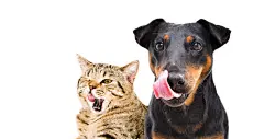 点击来源直接获取大图文件 |有趣的犬种 Jagdterrier 和苏格兰直毛猫在白色背景上舔舐的肖像