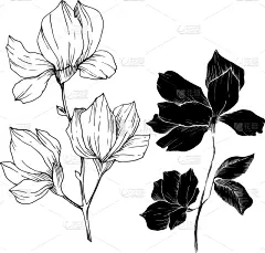 玉兰类,植物学,黑色,壁纸,植物群,春天,乡村风格,花,剪影