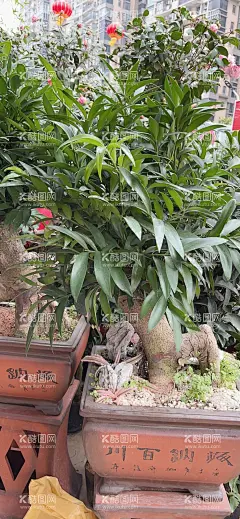 竹柏  - 源文件下载【酷图网】竹柏盆栽,长叶竹柏,小盆栽,绿植,花卉,盆栽,小绿植,观叶植物,花卉市场,花卉养护,花卉种植,竹柏,高清壁纸,花壁纸,花高清壁纸,壁纸,花市,卖花,花店,绿植盆栽,公园绿植,