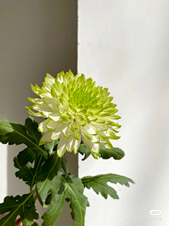 风铃123456采集到花花su cai