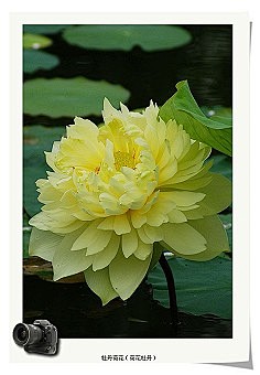  #花卉# #植物# #摄影#