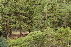 在松林里。guadarrama马德里西班牙