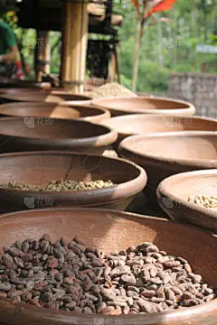 巴厘岛,热带雨林,兰花,垂直画幅,咖啡,瀑布,无人,户外,雨林,白色