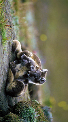 各种各样动物