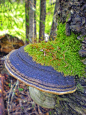 Hoof Fungus or Tinderbracket (Fomes fomentarius) ~ By David Nice