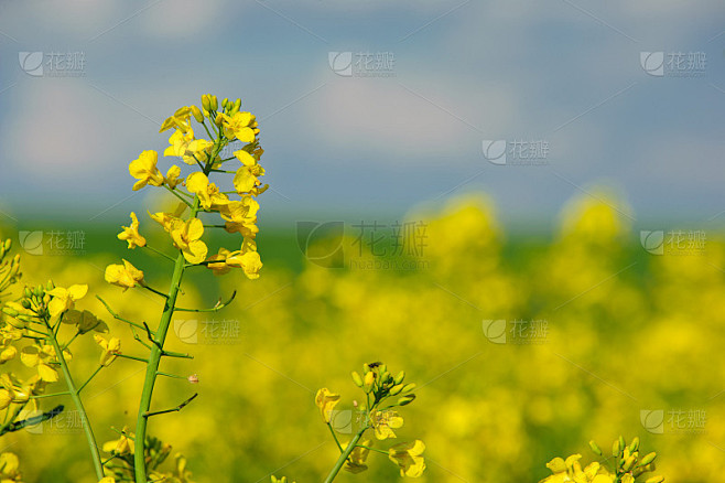 蓝天油菜