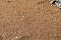 沙滩上的贝壳。夏天海滩背景。前视图。暑假背景，沙滩上的贝壳。