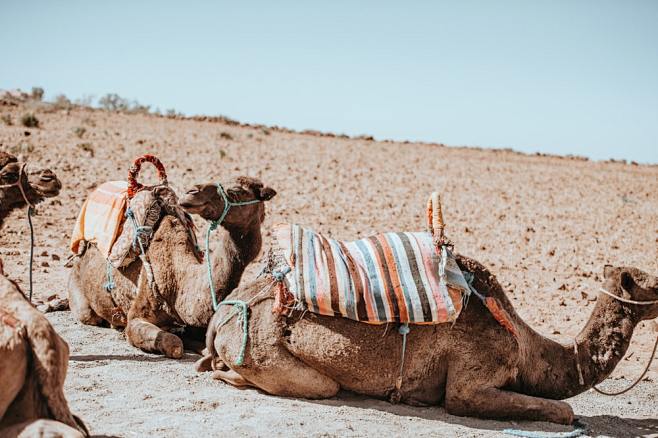 three brown camel on...