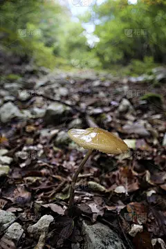 蘑菇
