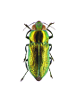 Pictorial beetle collection of the Royal Belgian Institute of Natural Sciences