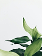 milad-fakurian-MAfeNQSJpX0-unsplash