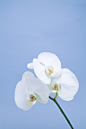 hudielan-018