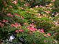 合欢图片_百度百科合欢（Albizia julibrissin Durazz.），又名绒花树，夜合欢。豆科、合欢属植物。因昼开夜合故名夜合，合欢是观赏植物。一名“马缨花”。落叶乔木。二回偶数羽状复叶，小叶甚多，呈镰状，夜间成对相合。夏季开花，头状花序，合瓣花冠，雄蕊多条，淡红色。荚果条形，扁平，不裂。主产于我国中部。喜光，耐干燥瘠薄。木材红褐色，纹理直，结构细，干燥时易裂，可制家具、枕木等。树皮可提制栲胶。高4～15米。树冠开展；小枝有棱角，嫩枝、花序和叶轴被绒毛或短柔毛。托叶线状披针形；头状花序于枝顶排