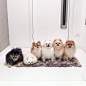 养一群博美是什么体验 ins：bigpomfamily ​​​​
