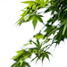 绿色枫叶 png
