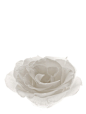 影棚拍摄,白色,花,头状花序,花瓣_152864023_White Rose_创意图片_Getty Images China