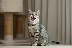 点击来源直接获取大图文件 |愤怒的猫坐在木桌上