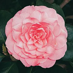 玫瑰花高清摄影素材