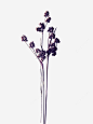 紫色干花花卉png免抠素材_新图网 https://ixintu.com 花卉 干花 植物 干燥 紫色 复古干花