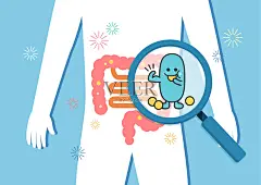 消化系统，乳酸菌，性格，健康生活，营养插画图片素材