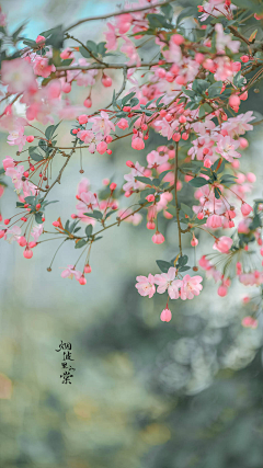 微甜-风夏菊山君采集到花草