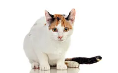 点击来源直接获取大图文件 |有着美丽棕色眼睛的白猫