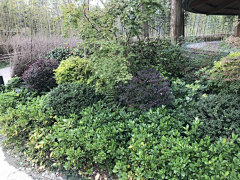 茉莉venom采集到Landscape ︱景观植物组团