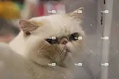 猫 猫科动物 波斯猫 家谱 竞赛 展示猫 小猫 可爱 驯化