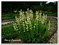 条纹庭菖蒲  条纹庭菖蒲（Sisyrinchium striatum Sm.），鸢尾科（Iridaceae）庭菖蒲属多年生草本。植株高30-60cm。叶披针形，成丛如草。小花淡黄色，中心部位色深；花被片有纵行脉纹，背面脉纹呈紫色。花期5-6月。