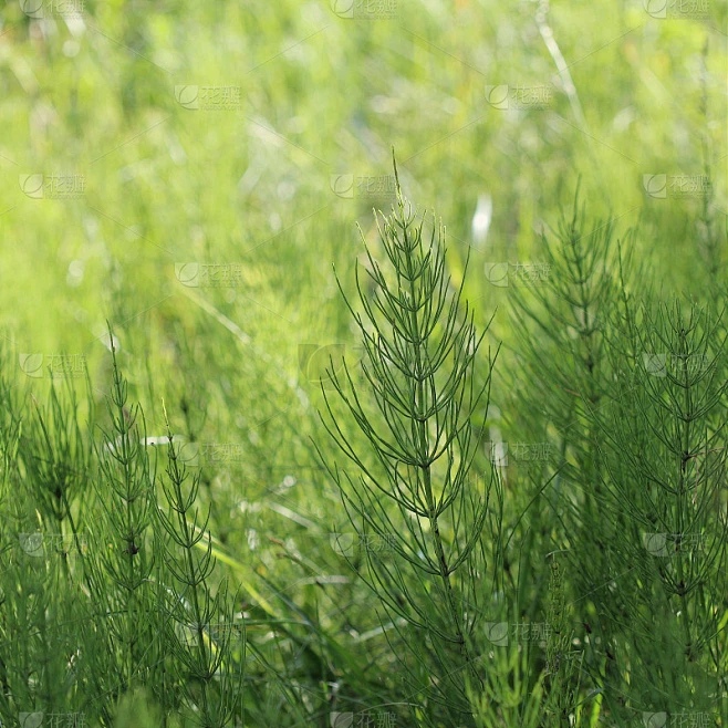 野生植物-绿色背景的马尾或托尔卡奇或木贼。春季常见的马尾素材-花瓣网