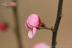 小花xiaohua采集到红梅