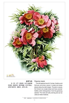 曾孝濂《中国云南百花图》 （四）