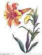 中国国画之花类植物-黄色百合花