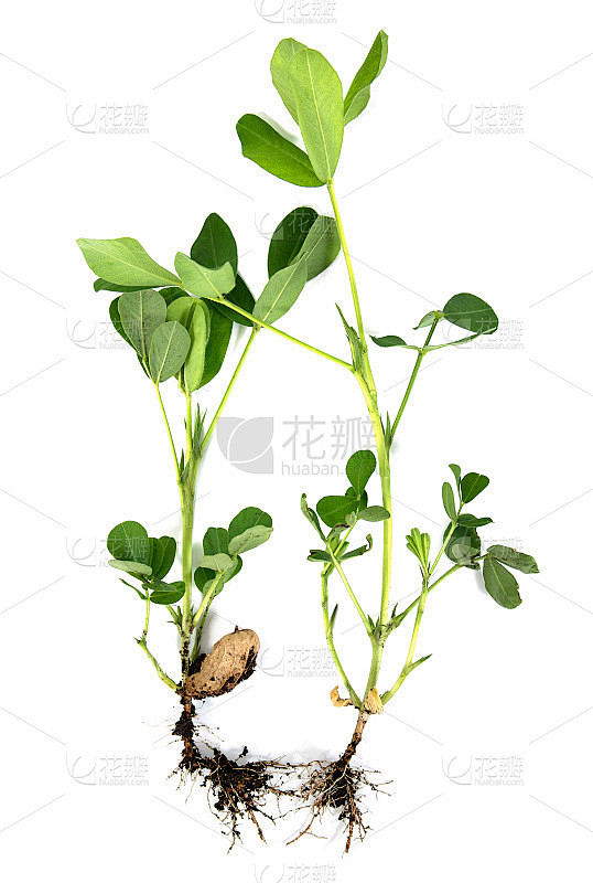在白色背景上孤立有根和绿叶的花生或花生。一种分离叶、籽和根的花生树植物