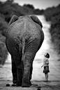 Hello Mr. Elephant~♛