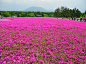 粉红色的回忆~【日本】富士山下赏芝樱