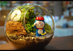 野生珍珠鸡采集到DIY类