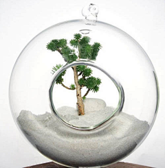 翎霖采集到植物