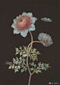 18世纪德国画家Barbara Regina Dietzschc的植物昆虫作品赏 ​​​​