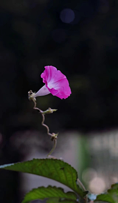 如水·心采集到花·影集