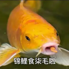 锦鲤表情包