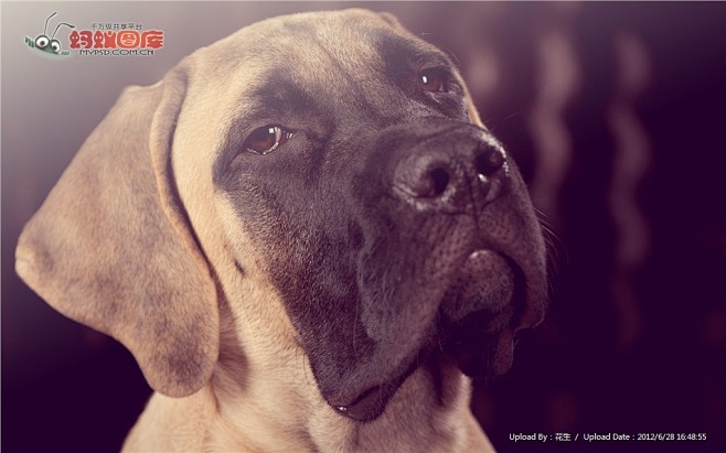 赖皮狗图片素材