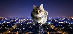 猫,铁路,城市,灯光,宽屏桌面壁纸
