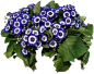 瓜叶菊07