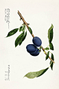 美国农业部水彩画水果画册