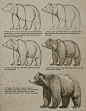 动物绘画
狗熊的画法 ​​​​